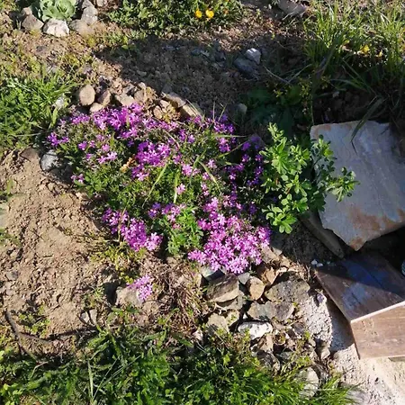 Appartement Zlatne Rudine-zlatibor *